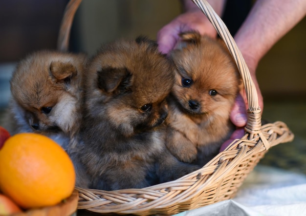 Kleine Pommerse puppy's in een mand close-up