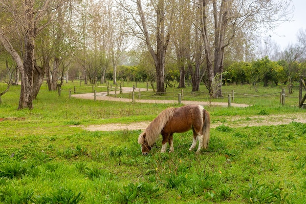 Kleine pony met lange manen eet gras tussen de bomen