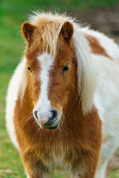 Kleine pony paard Een portret van een eenzame pony