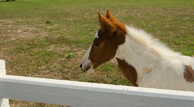 Foto kleine pony