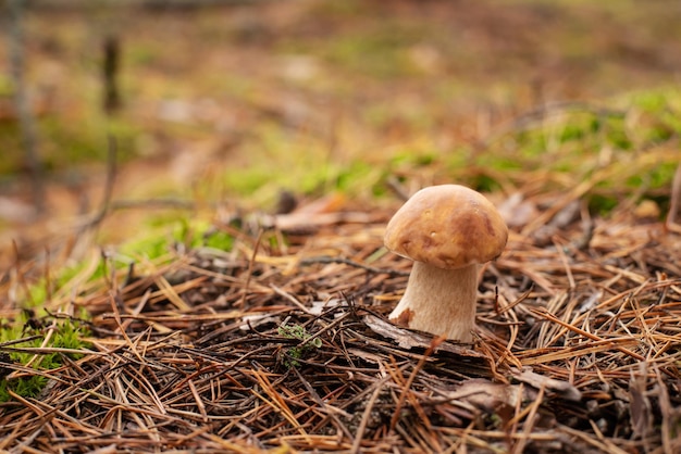 Kleine porcini-paddenstoel groeit in dennenbos in mos en sparrennaalden Kleine porcini-paddenstoel groeit in bos