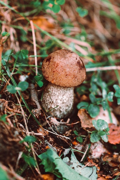 Kleine porcini-paddenstoel in een herfstbos Macrofotografie