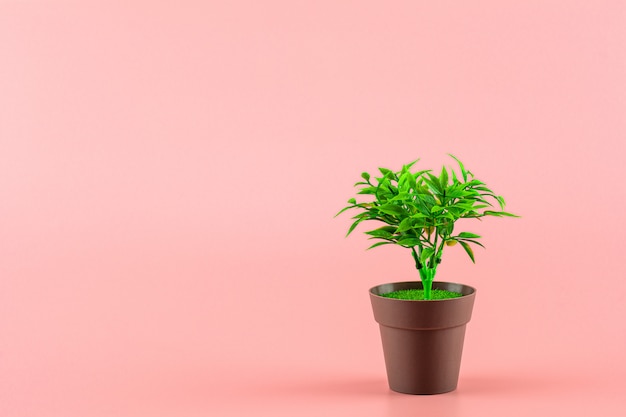 kleine potplanten in roze kamer.