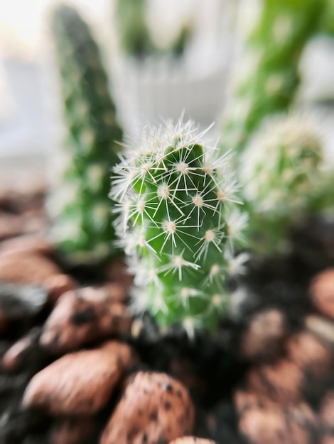 Kleine prikkelige cactussen groeien in een pot op de vensterbank