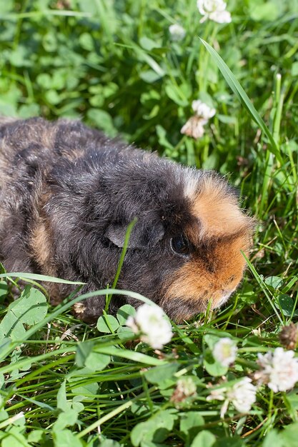 Foto kleine proefkonijn in de zomer.