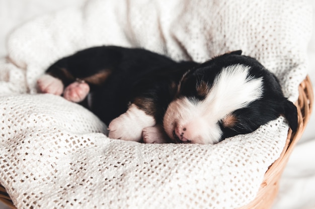 Kleine pup van Berner Sennenhond in bed. Schattige dieren