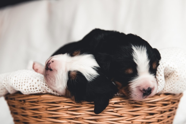 Kleine pup van Berner Sennenhond in een mand.