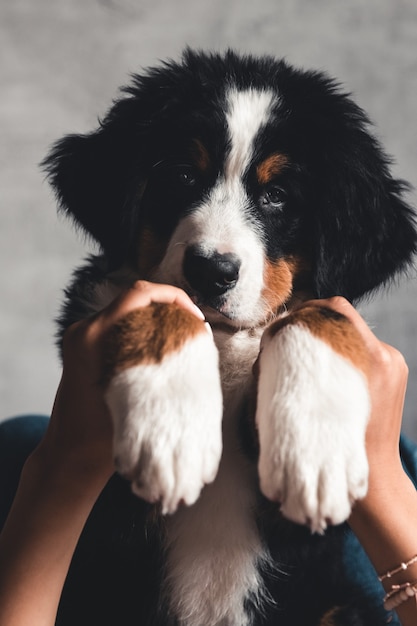 Kleine pup van Berner Sennenhond op handen van modieus meisje met een mooie manicure. dieren, mode