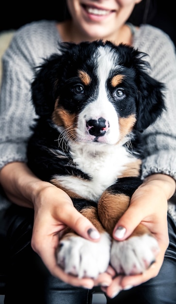 Kleine pup van Berner Sennenhond op handen van modieus meisje met een mooie manicurenimals, mode