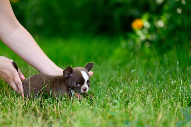 Kleine Puppy Chihuahua Bruine kleur staat op het groene gras Natuurlijke groene achtergrond