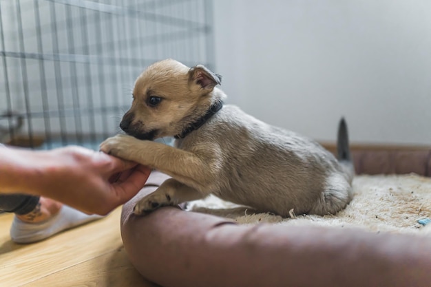 Kleine puppy gered in een vrijwillig pleeggezin