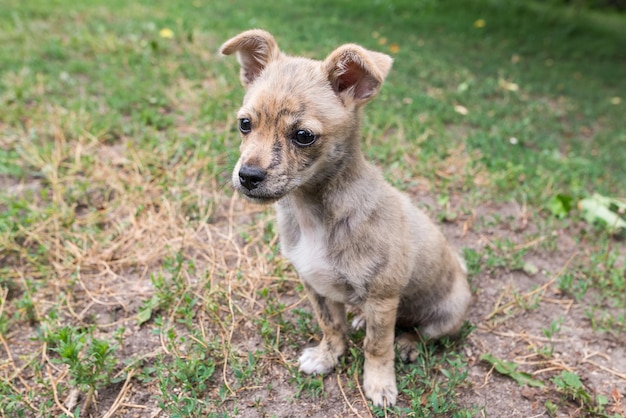 Kleine puppy in de tuin zit op het gras Kleine bastaard