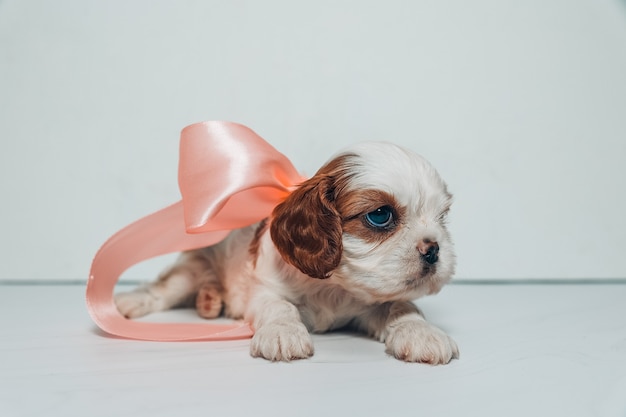 Kleine puppy met een zachtroze strik op een witte achtergrond