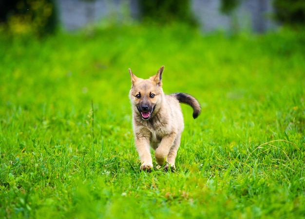 Kleine puppy rent vrolijk met slappe oren door een tuin met groen gras