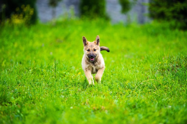 Kleine puppy rent vrolijk met slappe oren door een tuin met groen gras