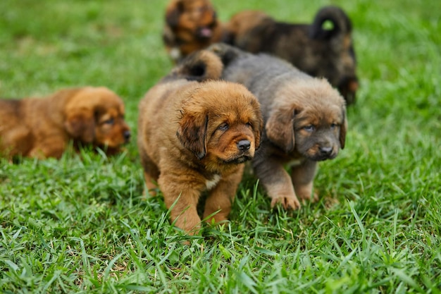 Kleine puppy's Newfoundland die rondrennen in het zomerpark