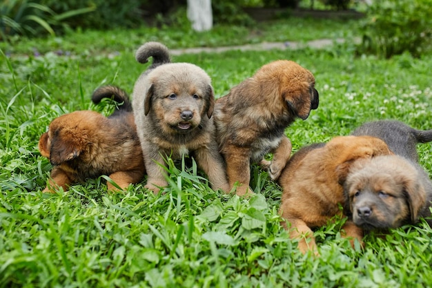 Kleine puppy's Newfoundland die rondrennen in het zomerpark