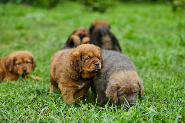 Kleine puppy's Newfoundland, rondrennen, spelen in het zomerpark op groen gras buiten.