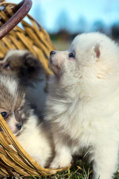 Kleine puppy's. Pommeren puppy's spelen buiten Pommeren spitz-hond