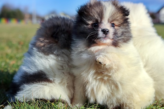 Foto kleine puppy's. pommeren puppy's spelen buiten pommeren spitz-hond