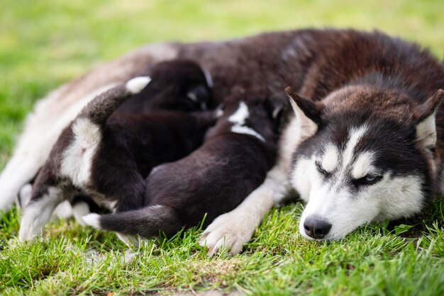 Kleine puppy's zuigen op het groene gras.