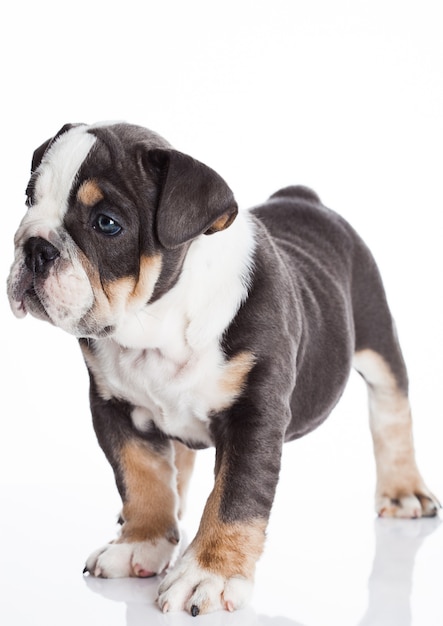 Kleine puppy van Engels bulldog