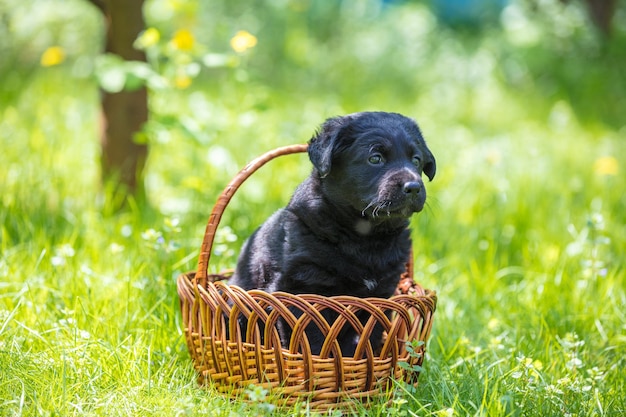 Kleine puppy van labrador retriever zit in een mand op het gras in een tuin