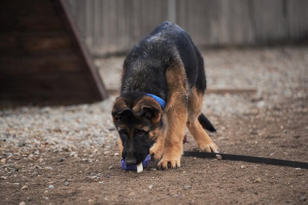 Kleine puppy van zwarte en rode Duitse herdershond loopt op hondenspeelplaats en speelt met speelgoed