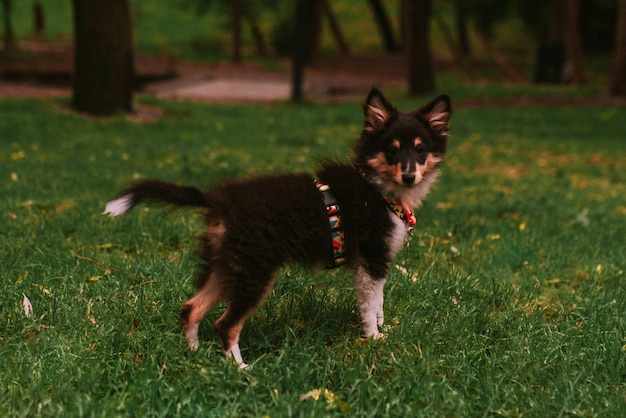 Kleine puppy wandelen en spelen in het park