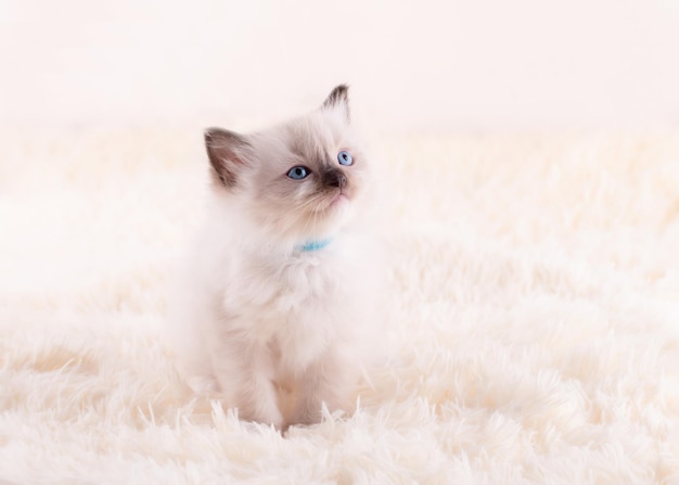 Kleine ragdoll kitten met blauwe ogen in groene kraag zittend op een beige achtergrond