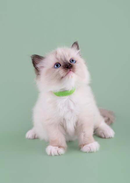 Kleine ragdoll kitten met blauwe ogen in groene kraag zittend op een groene achtergrond