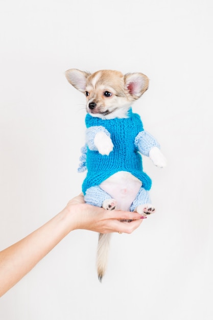 Kleine rasechte pup. Huisdier in een vrouwelijke hand