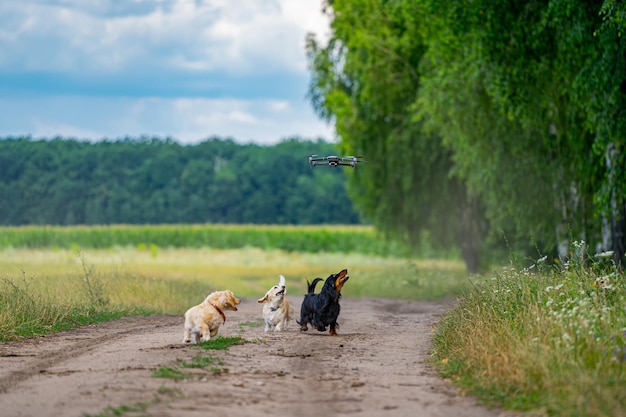 Kleine rassenhond die buiten loopt. Gelukkige wandeling van een hond. Hond op de achtergrond van de natuur. Kleine rassen.