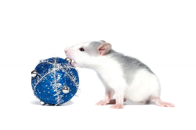 kleine rat en kerstversiering