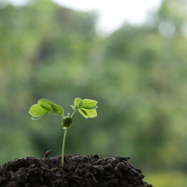 Kleine regenboom spruiten groeien