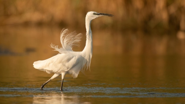 Kleine reiger Egretta garzetta op het meer Close-up