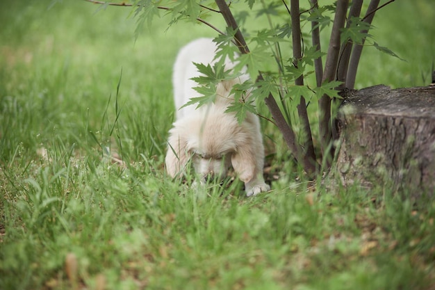 Kleine retrieverpuppy die buiten aan de lijn loopt Schattige kleine golden retrieverpuppy