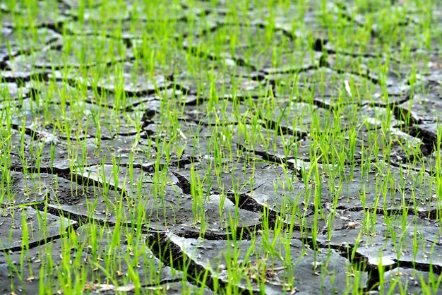 Kleine rijst groeit uit dichtbevolkte vlaktes en neerslag en de grond is gebroken