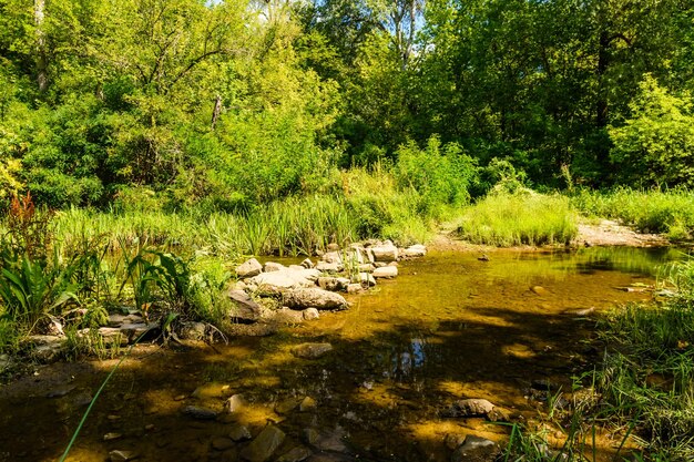 Kleine rivier in een bos op zomerdag