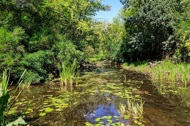 Kleine rivier in het bos in de zomer