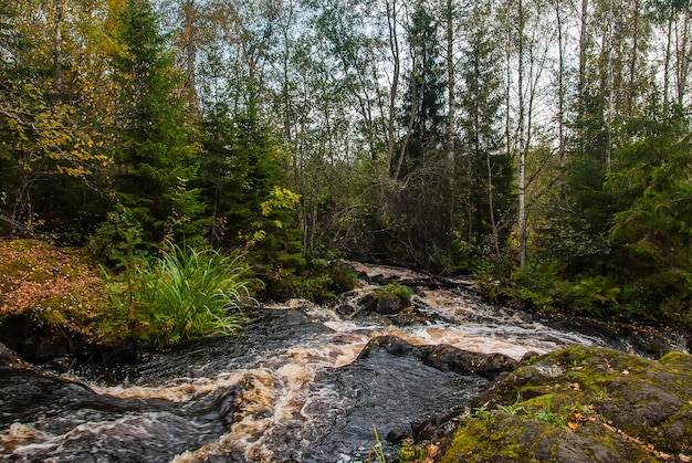 Kleine rivier in het Karelische bos