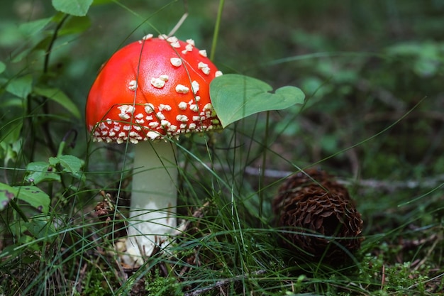 Kleine rode Amanita muscaria paddestoel in het mos en gras, dennenappel ernaast.