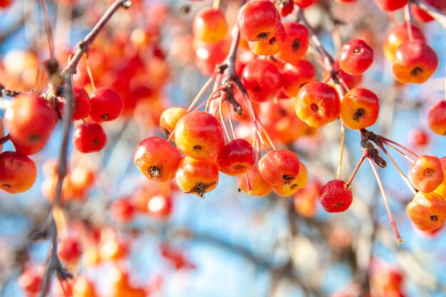 Foto kleine rode appels ranetka-variëteiten op herfsttakken grote oogst heldere herfstachtergrond