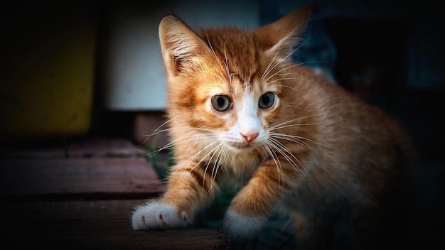 Kleine rode attente kitten close-up