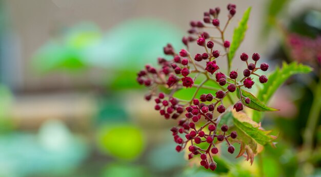 Kleine rode bloemen op een onscherpe achtergrond