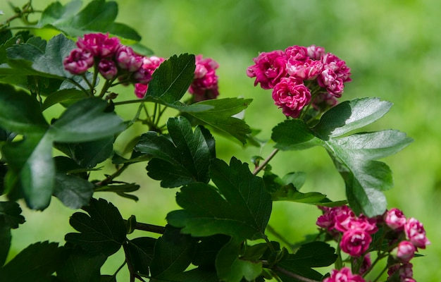 Kleine rode bloemen.