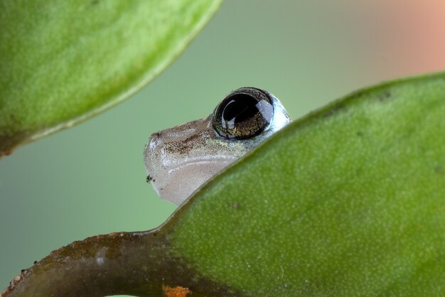 Kleine rode boomkikker op een blad