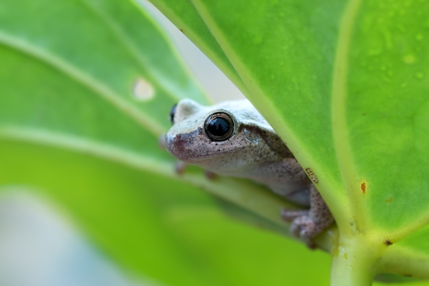 Kleine rode boomkikker zat op een blad