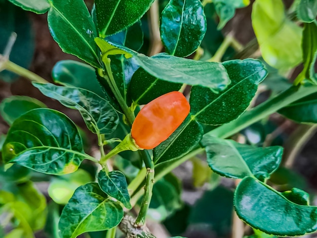 Kleine rode cayennepeper op biologische tuinboerderijplanten die voedsel en planten zijn