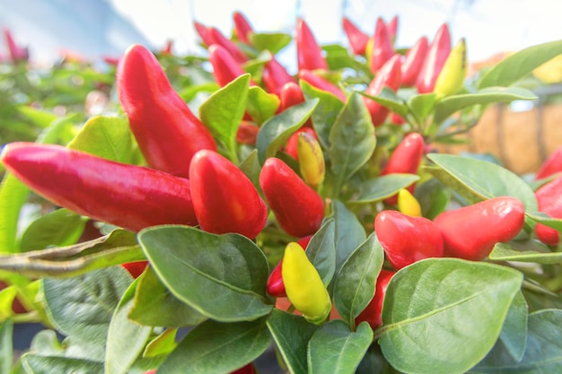 Kleine Rode Chilipeper Close Up (Capsicum Annuum) Chilipepers